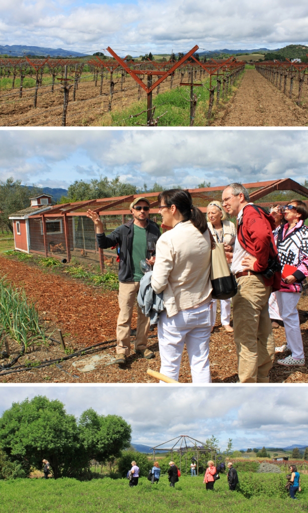 Frog's Leap Head Gardener Degge Hayes leads our group on a tour of the vineyards and winery garden 